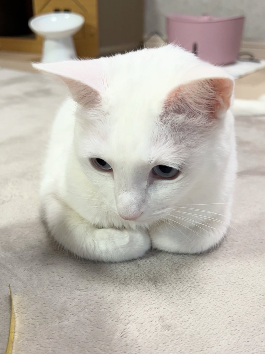 おはようございます😃
今日も25℃くらいになるよー💦春を飛び越えて夏じゃん🏄🏼‍♀️
#猫好きさんと繫がりたい𓏲𓎨 #白猫 #クリームパン 
今日もよろしくお願いします😸