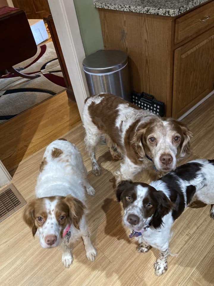 Aubrey, Chase and Duchess Simpson are hosting Yappy Hour this evening! Who wants to kick off the weekend with them? Send them a photo and a cheers! 

 #yappyhour #FriYay #ABRalumni #ABR #AmericanBrittanyRescue #justforfun
