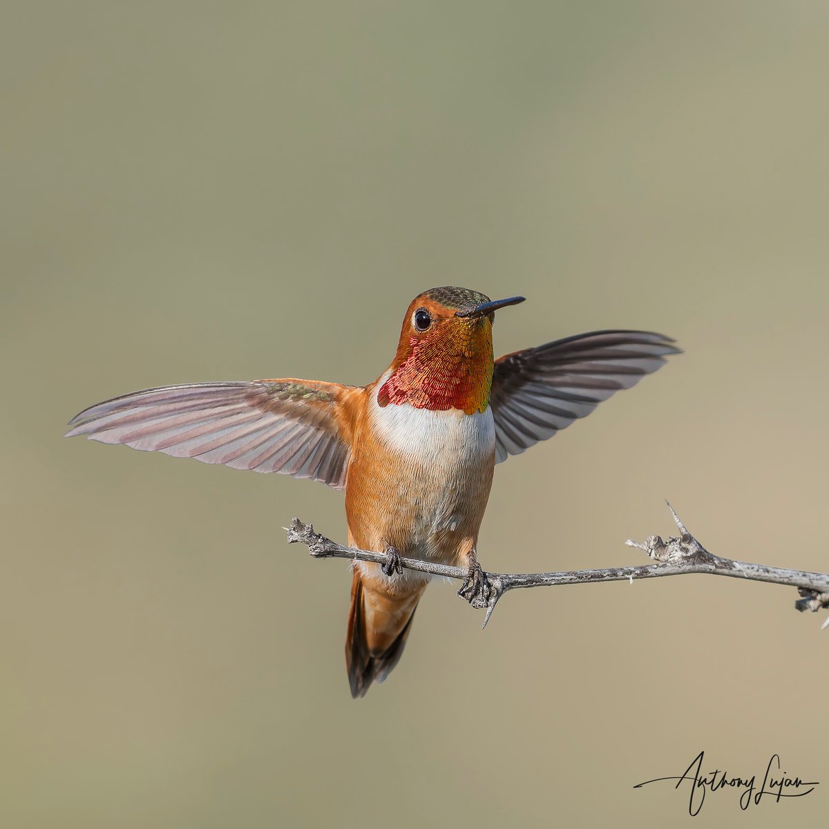 They're still in my backyard! I can't believe how long they are staying. I'm going to charge them rent soon! So blessed to have them! Rufous Hummingbird Selasphorus rufus IUCN status - NEAR THREATENED Sony A1 - Sony 600mm #rufousshummingbird #hummingbird #colibrí #beijaflor...