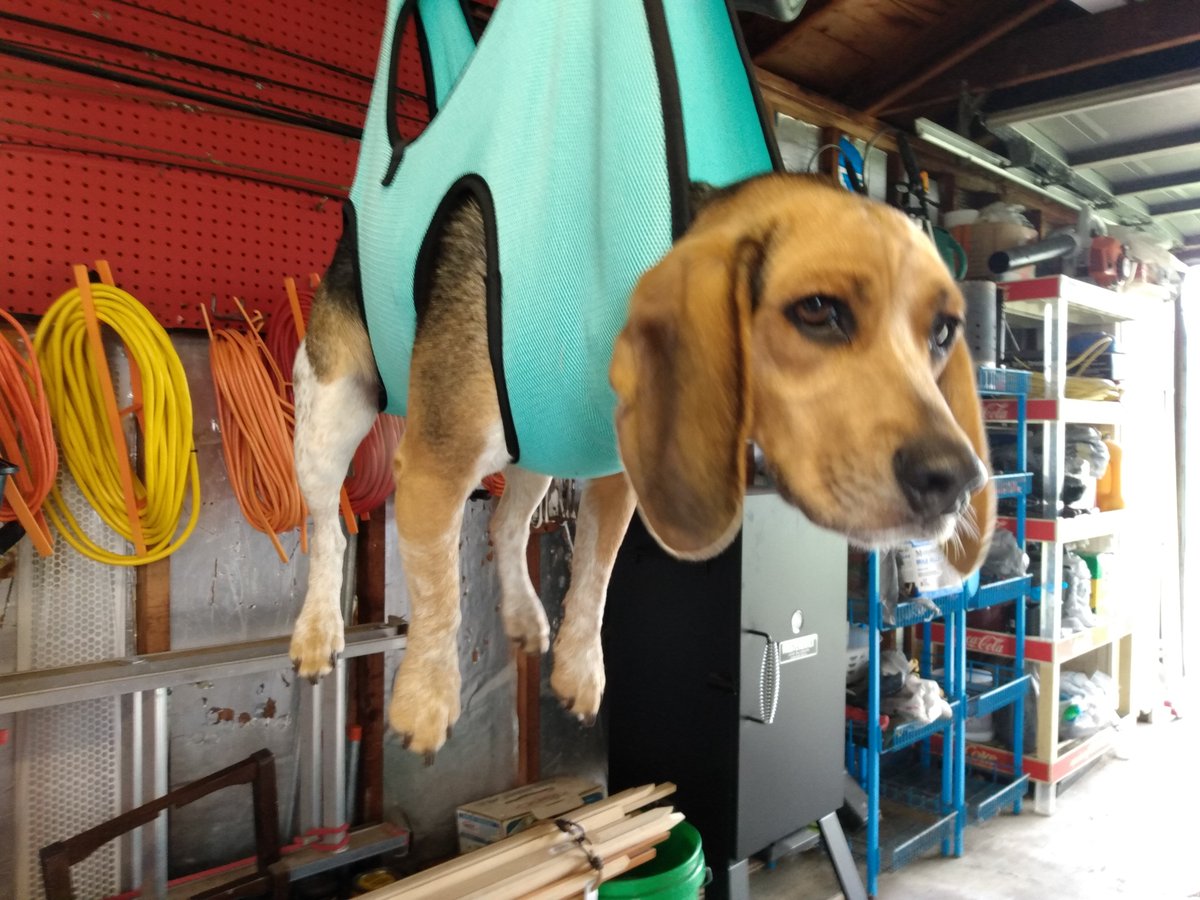 The only way Mom can get Bella to calm down enough to trim toenails is to suspend her from the rafters in a sling! (I'm a good boy and don't have to experience this)