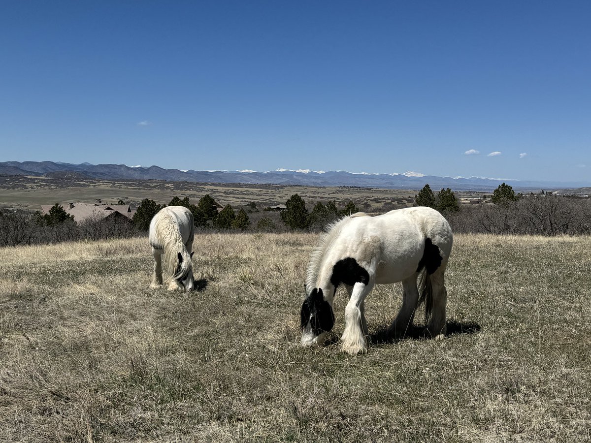 Lovely afternoon to see these two beauties during a long walk with a friend in Sedalia. #cowx #weather