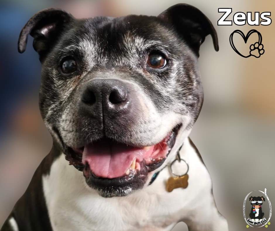 Zeus here with me big staffy smile. I'm still looking for my furever home so it would be great if you could share my post far n wide cos the more people see me, the higher the chance of finding me special person 😍 All my details can be found here 👇 seniorstaffyclub.co.uk/adopt-a-staffy… 💙💙