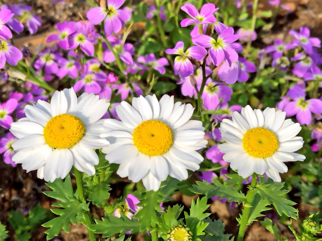 ☆おはようございます
☆4月13日
☆土曜日
#写真好きな人と繫がりたい 
#写真撮ってる人と繋がりたい 
#写真で伝える私の世界 
☆花が好き
#花が好きな人と繋がりたい 
#TLを花でいっぱいにしよう 
#キリトリノセカイ