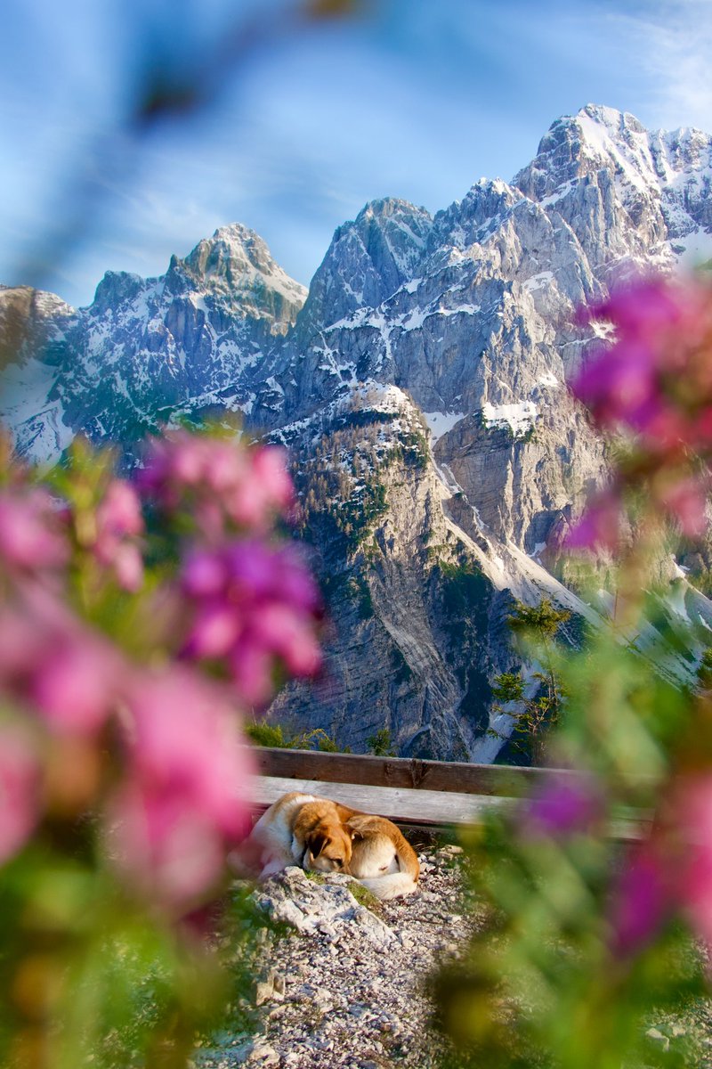 Let your weekend be as beautiful and relaxing as Rubi’s 😀🥰🏔️ Enjoy! If you want to join us on our next guided hike in the mountains, drop an email at info@exploringslovenia.com 👌