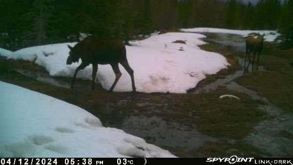 Two moose at this spot