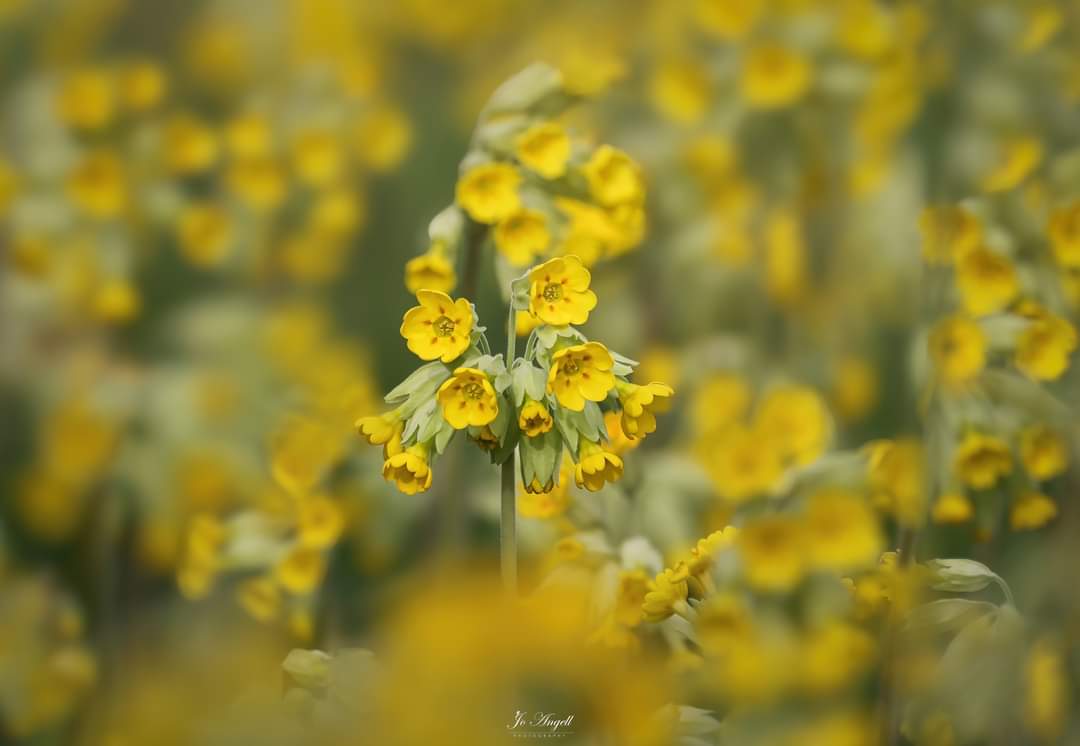 Cowslip looking amazing

@CanonUKandIE @TheParksTrust #theparkstrust #Buckinghamshire @scenesfromMK #scenesfrommk