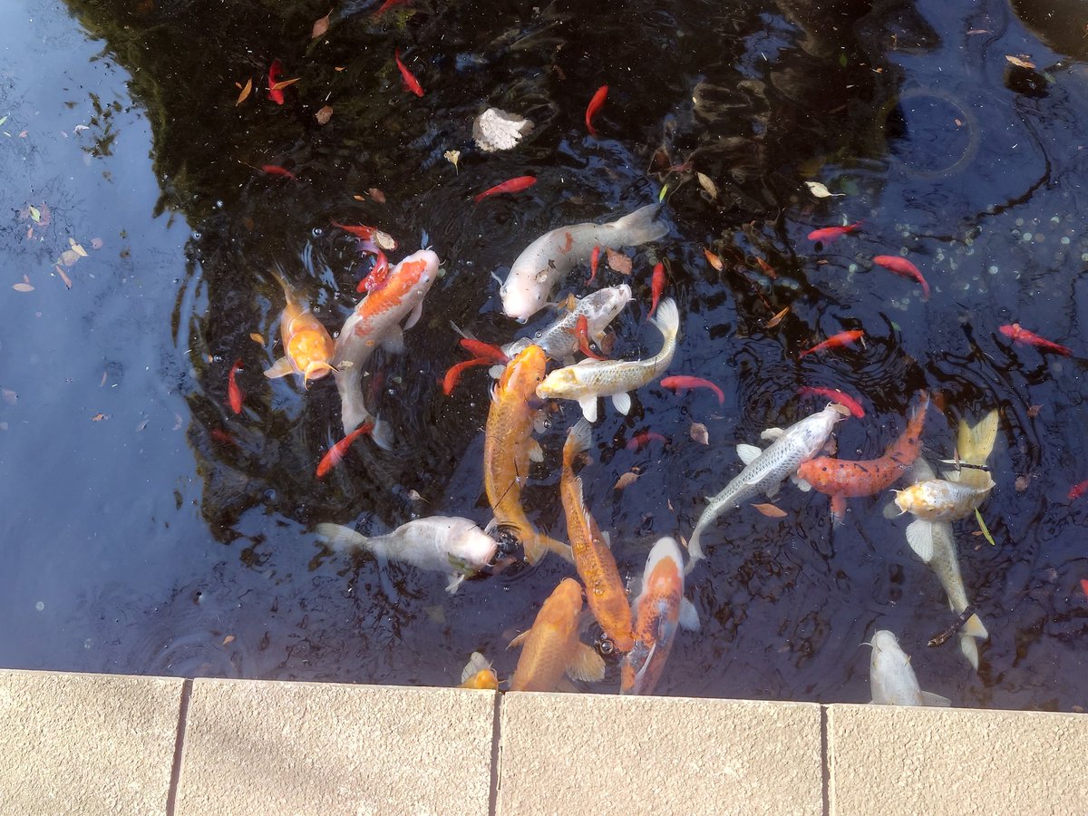 おはようございます
（4/13  土曜）
いつも有難う御座います🙏

水産デー🐟
🐟🦐🦀🦑🐙🦪生命エネルギー氣に感謝🙏有難う🙏
一つ一つを大切に🤗

いつでも優しく笑ってね😊
誰かに笑顔で有難う🤗👋