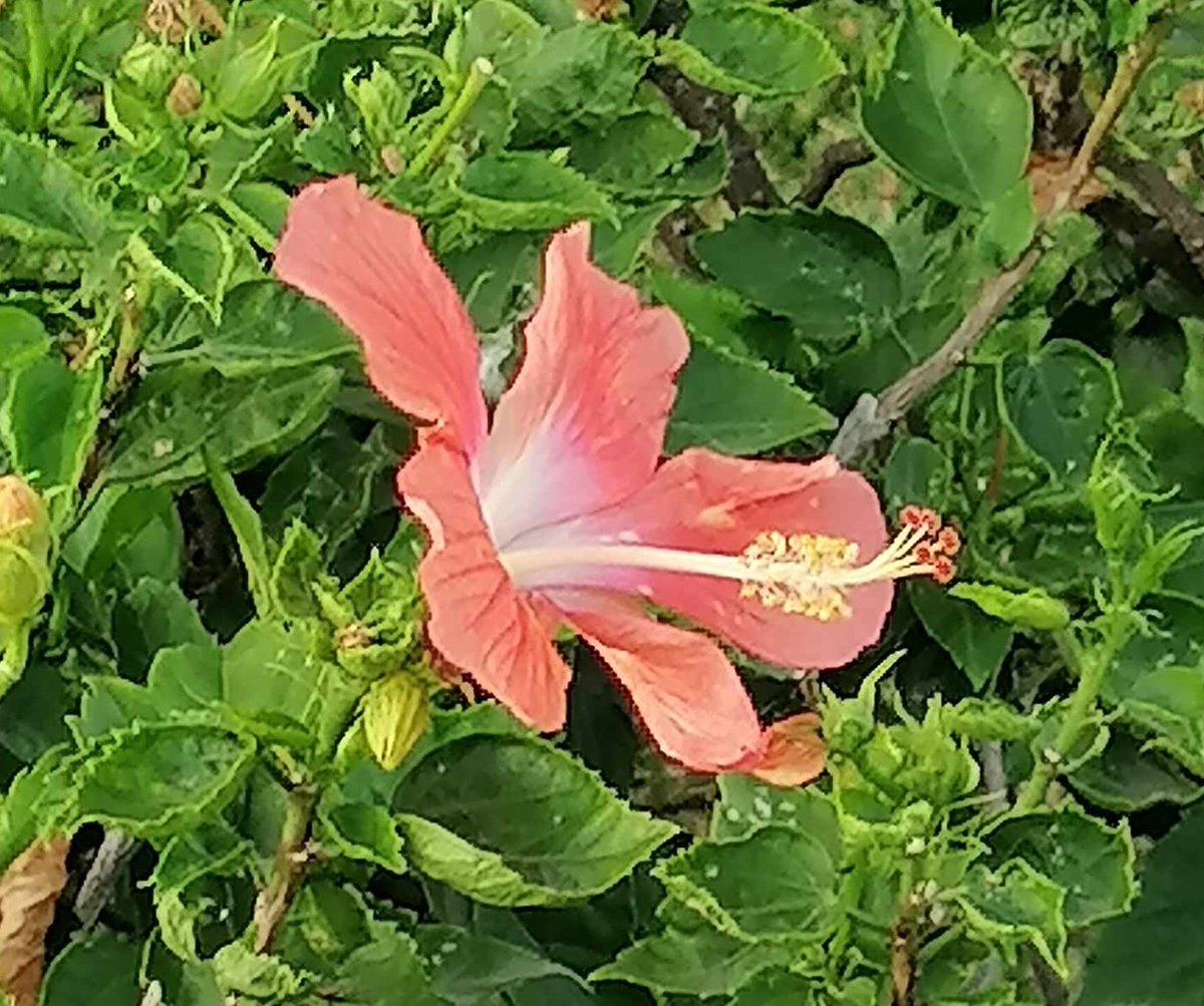 Before the park gardener uprooted these Hibiscus plants to replant new twigs...
#FlowersOnFriday