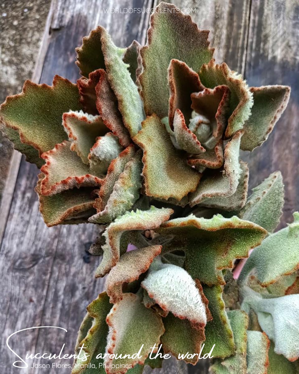 Kalanchoe 'Fang'
Plant profile: worldofsucculents.com/kalanchoe-fang/

#worldofsucculents #succupedia #succulentsaroundtheworld #kalanchoe #kalanchoefang #succulent #succulents