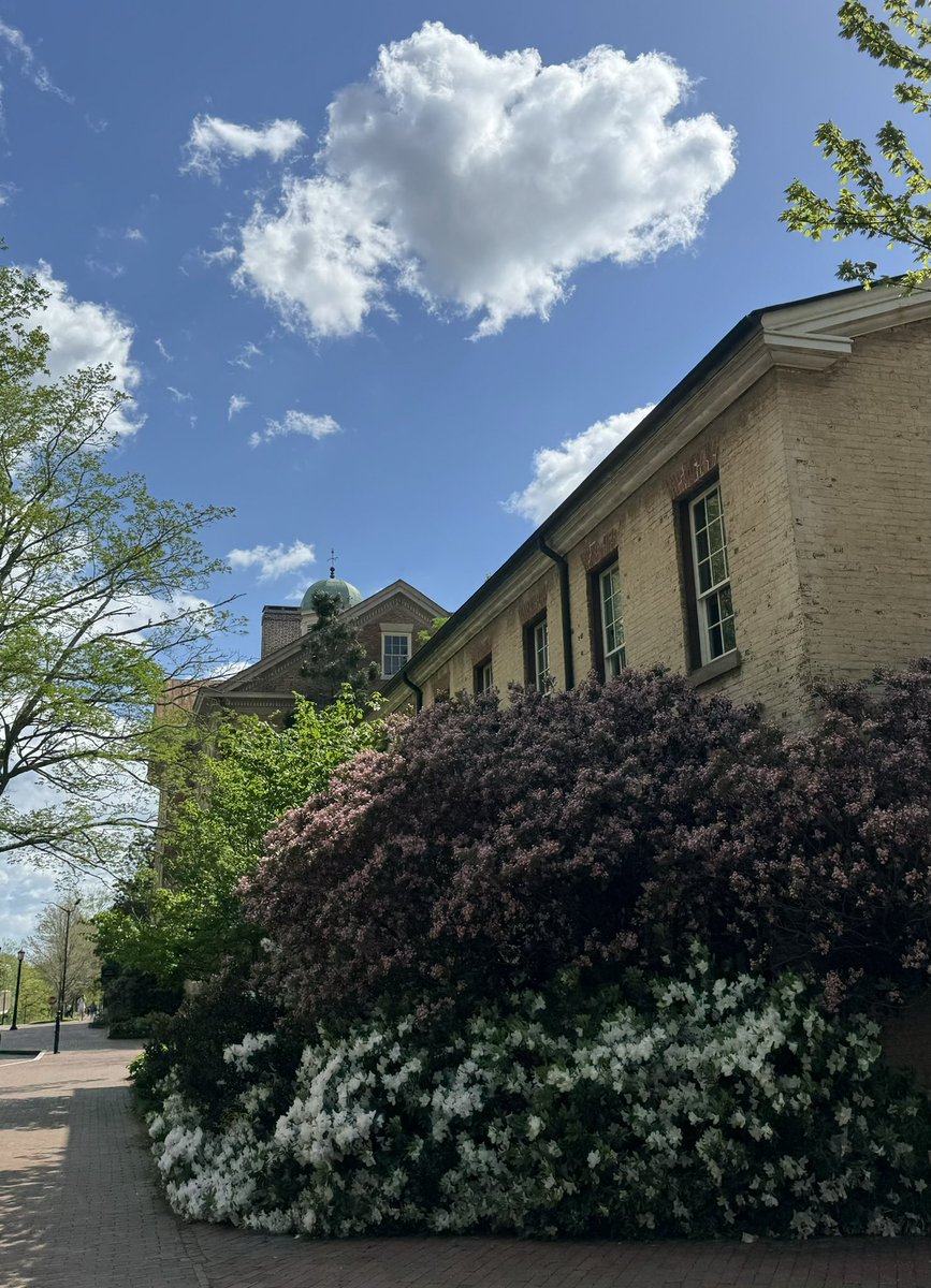 A spring Friday on campus @UNC 🐏 🩵