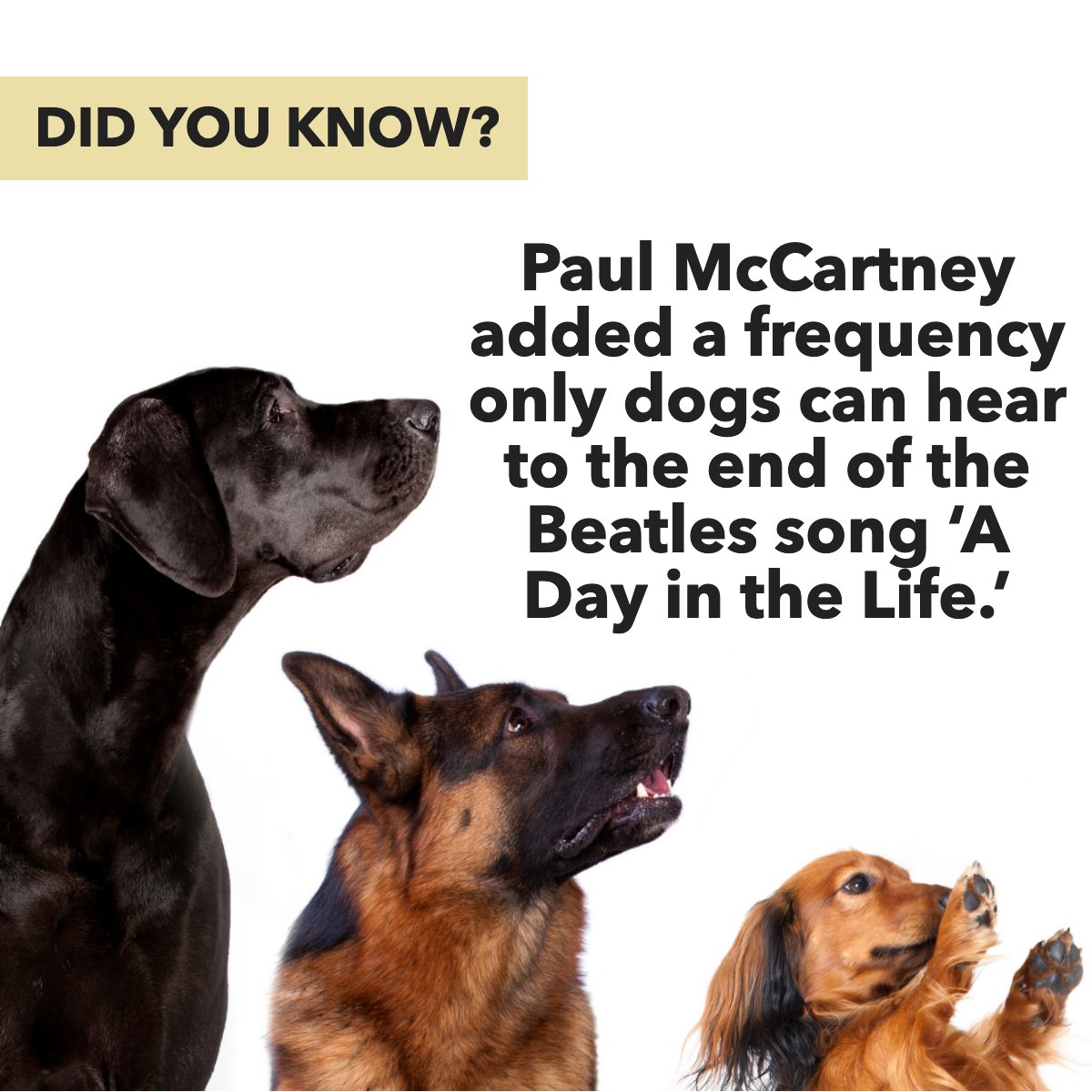 Who knows, your dog may even become a fan, as the high frequency 15 kilohertz sound can be detected by canines but not the human ear. 😜

#music #love #dogs #doglovers 
 #Gastonia #GastonHomeOfTheWeek #HanksRealtyGroup #HRG #RealEstateExperts #GastonRealEstate
