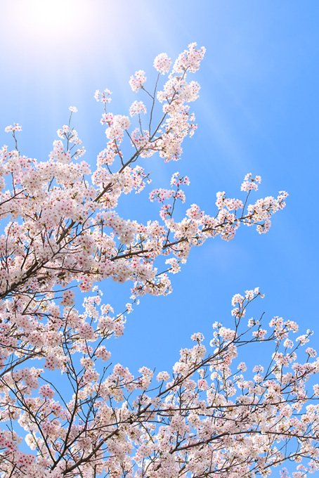 愛国者の皆さま🇯🇵おはようございます☀お仕事に行ってきます🌸お休みの方は素敵な休日をお過ごし下さいませ🤗 #日本保守党 #飯山あかり