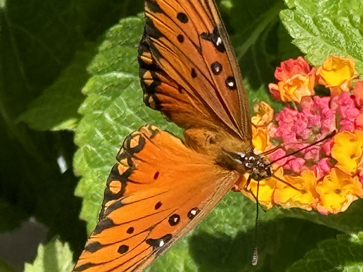 Randy Beamer (@randybeamer) on Twitter photo #Texas #test A: What are the names of these #butterflies flitting through #SanAntonio right now? <a href="/klrn/">KLRN</a> <a href="/1200WOAI/">1200 WOAI</a> #Texas #test A: What are the names of these #butterflies flitting through #SanAntonio right now? <a href="/klrn/">KLRN</a> <a href="/1200WOAI/">1200 WOAI</a>