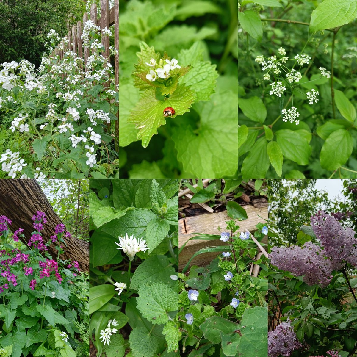 Spring flowers are really coming into their own in the garden right now. Come and visit!