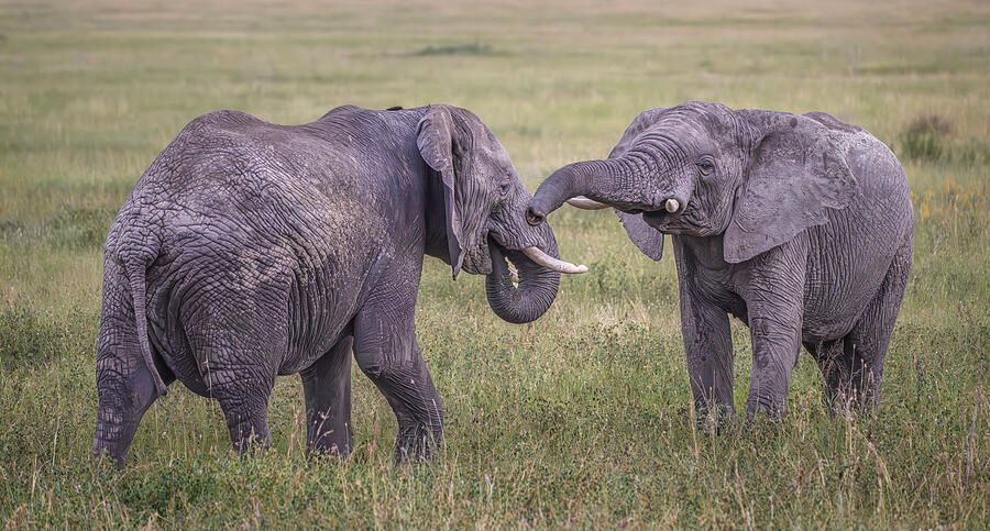 Two Elephants Playing Tanzania Africa! buff.ly/4bTh4RD #lephant #elephants #wildlife #wildlifephotography #pair #duo #playing #wrestling #AYearForArt #BuyIntoArt #giftideas @joancarroll