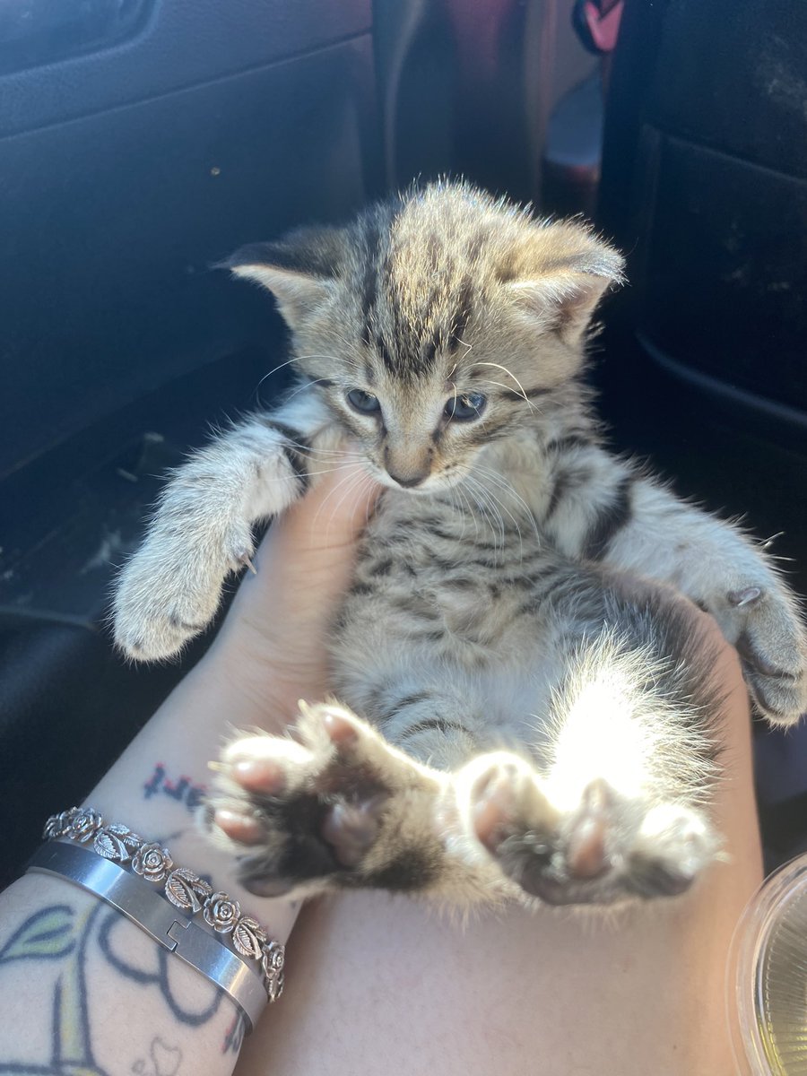 Help me continue to save little lives by subbing to my pages! Meet Mo, she was being given away in the Walmart parking lot. She will now receive all of the proper vetting she needs before finding a home once she’s old enough!