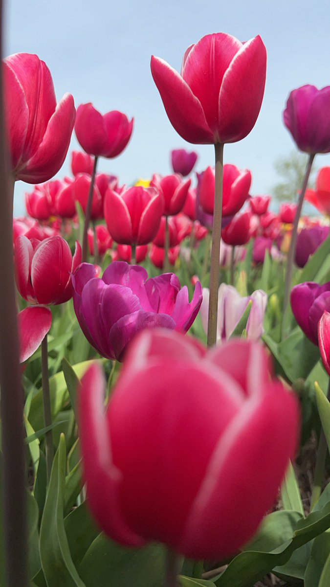 محمد البريكـــــي tweet media