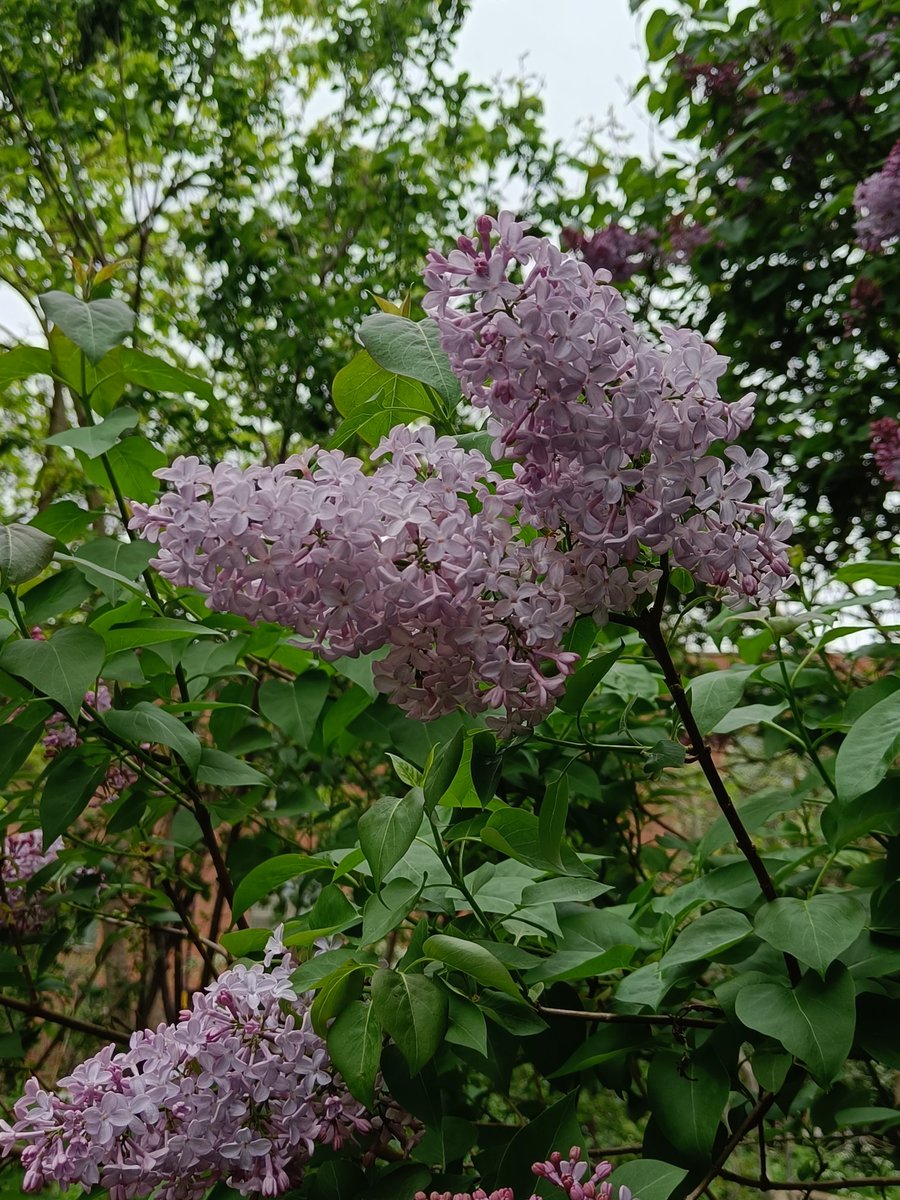 We have a beautiful Lilac tree