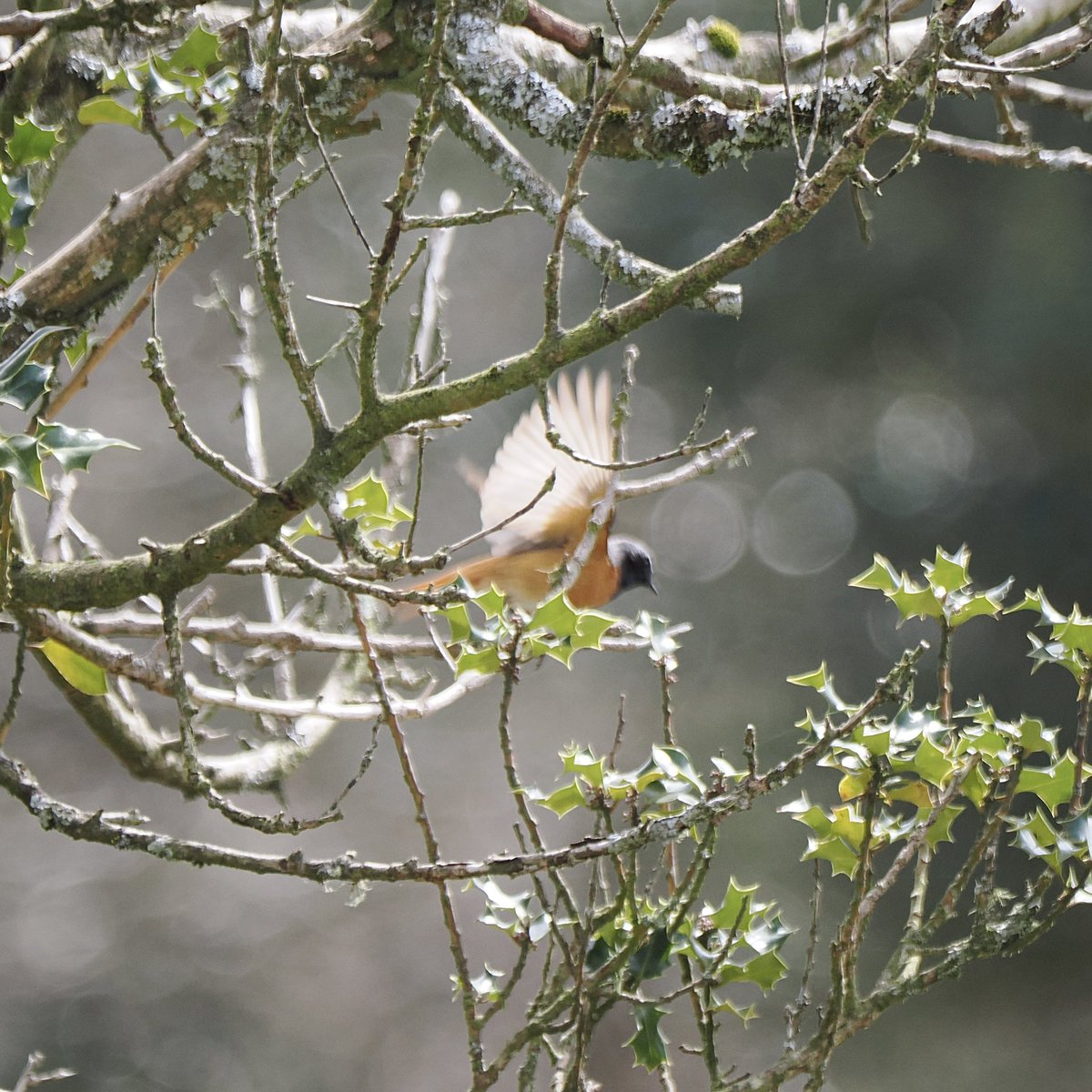 Common redstart back in numbers on the common above Crowcombe today : three singing and this one feeding up near the road. @quantockhills @somersetbirds