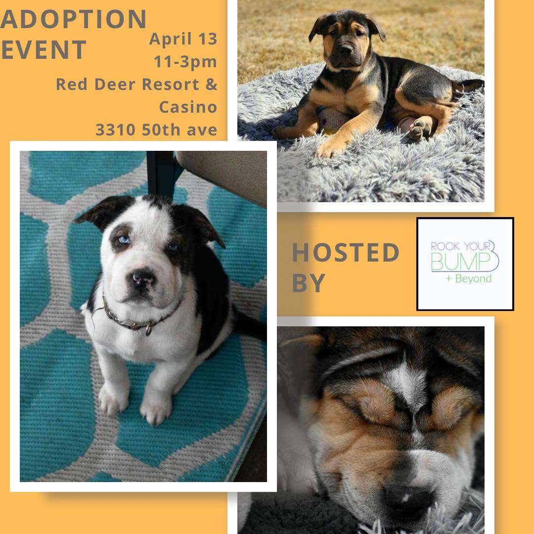 🐶 PUPPIES!!! Come see these cuties that will be up for adoption. Cuddles are welcome! And if you have ever thought about fostering dogs or cats, they will have information on that too!  🐶 💗

Thanks Fostering Hope Rescue for bringing them!

#fosteringsaveslives #rescuedog