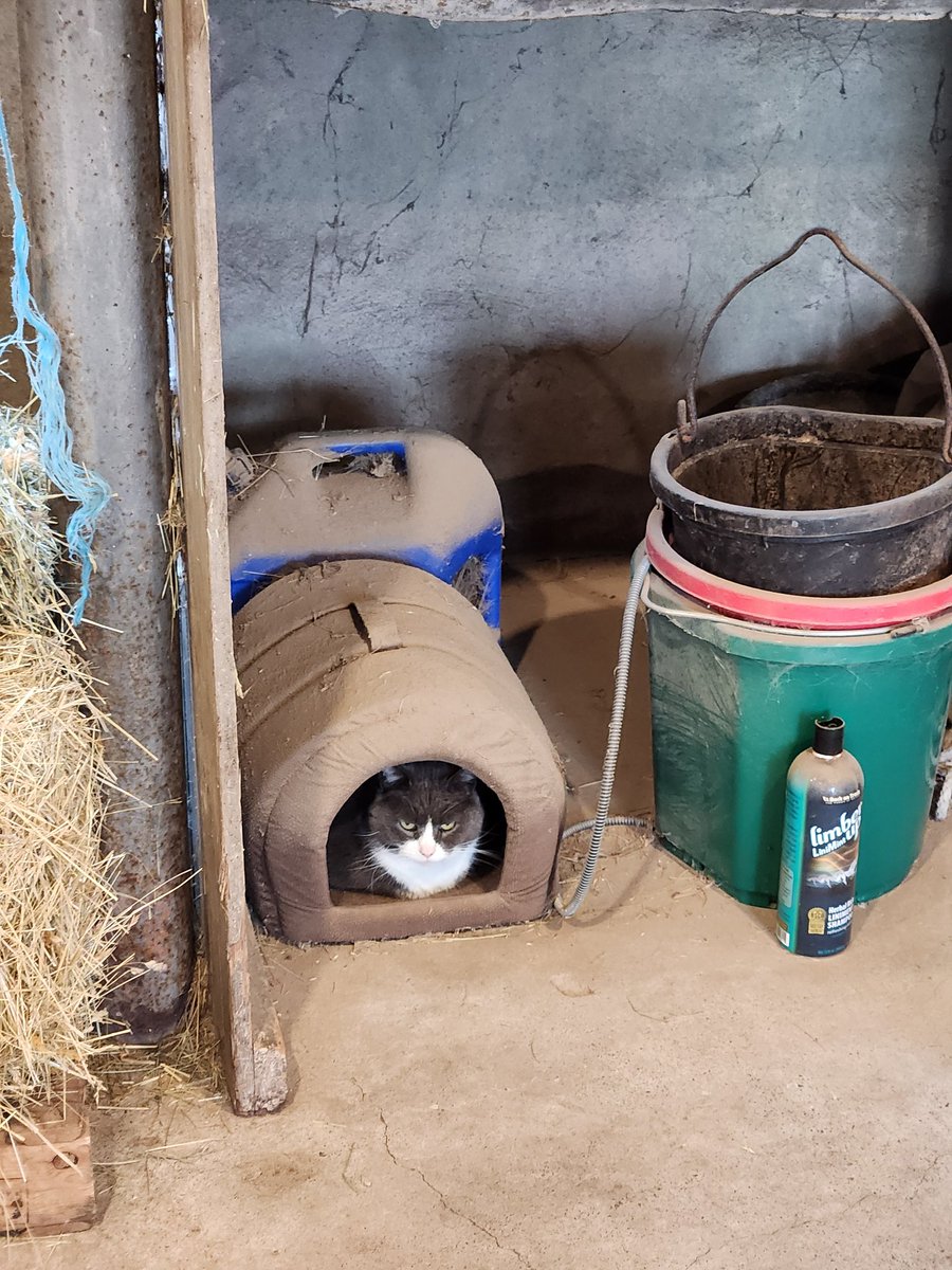 Hello from everyone's favorite barn cat!