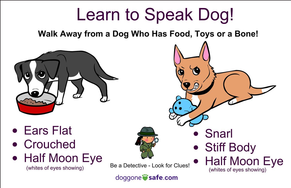 To #PreventDogBites, we need to understand what motivates the dog to bite and reduce risk by modifying both human and dog behavior.
Downloadable resources: petprofessionalguild.com/programs/doggo…
#dogbitepreventionweek #speakdog