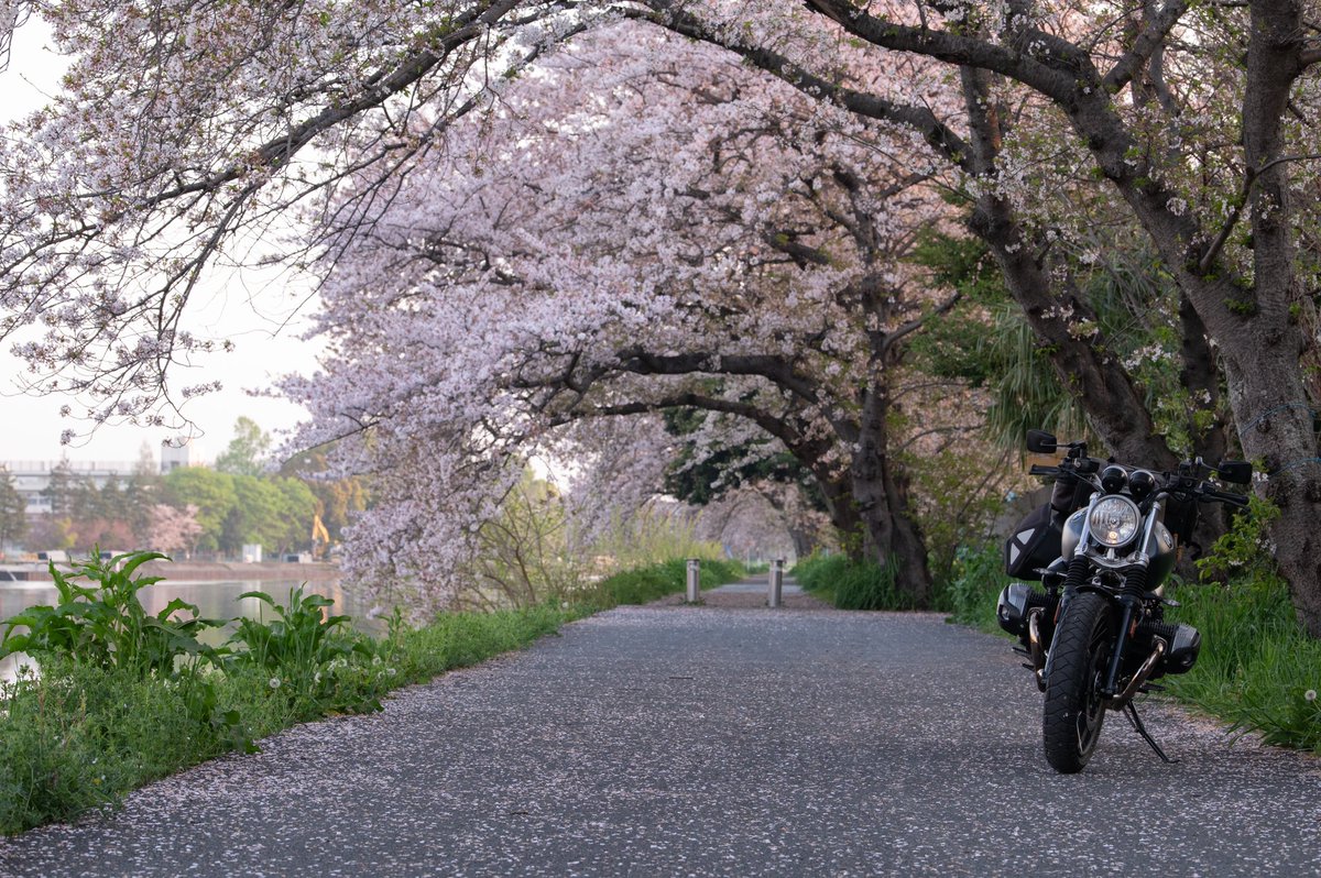 おはようボクです
KSKBの桜も散り始めましたね！
ツーから帰ってくる頃にはもう緑かな
 #RnineT