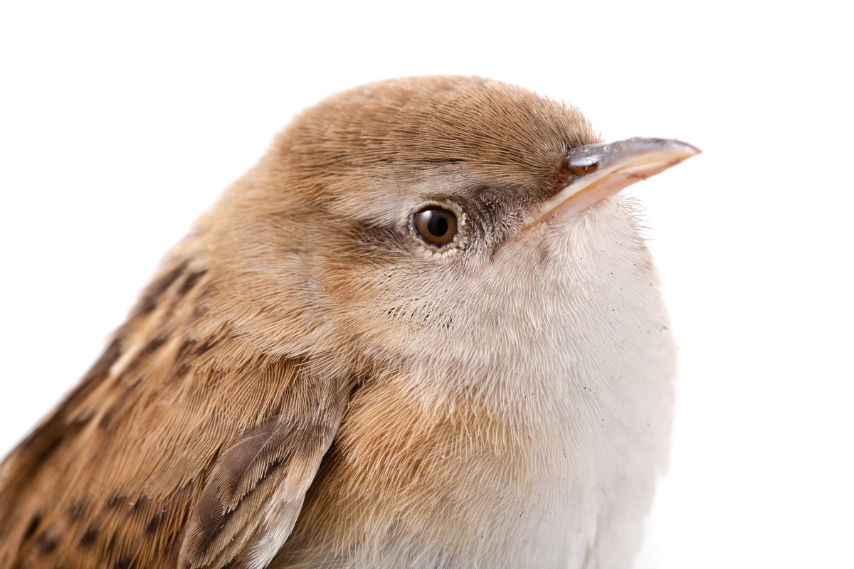 Amantes de las aves comparten observaciones en plataformas como @Team_eBird, @GBIF y @sibcolombia. Estos datos abiertos permiten mapear nuestras aves endémicas. ¡🇨🇴 es su hogar! Agéndate con el Atlas de la biodiversidad de Colombia. Aves endémicas este 18 de abril en @FILBogota