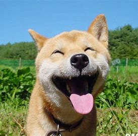A lot of excitement!!!

mypetbuy.com

#dogs #happydogs #happydog #dogsofinsta #dogstagram #woof #chihuahualife #dogslife #doglife #wagmytail #tiktokdogs #fulloflife #boxopening #pawsfirst #siblingdogs #happyhappyjoyjoy #barkatthemoon #twitterdogs #facebookdogs #corgis