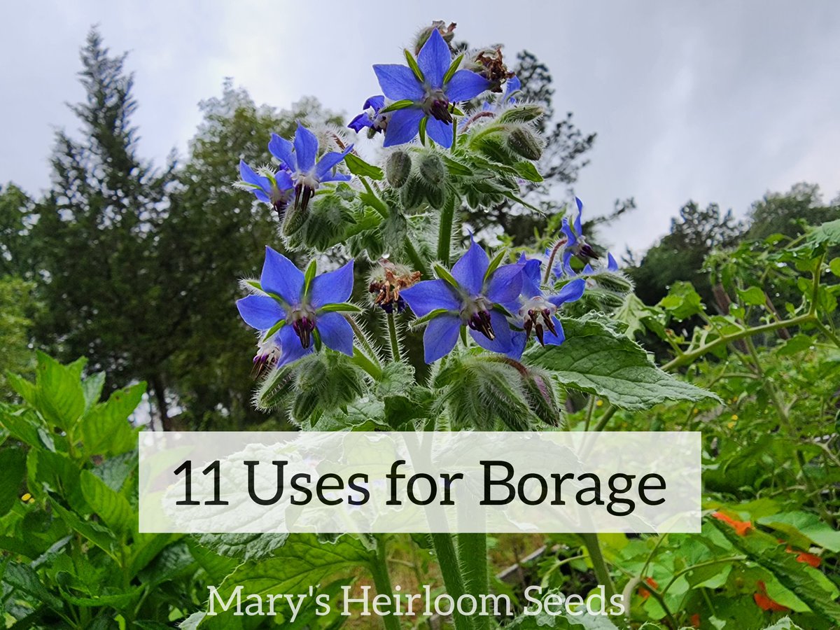 I love borage! It's gorgeous and beneficial 
marysheirloomseeds.com/blogs/news/11-… 
#heirloomseeds #herbgarden #savethebees