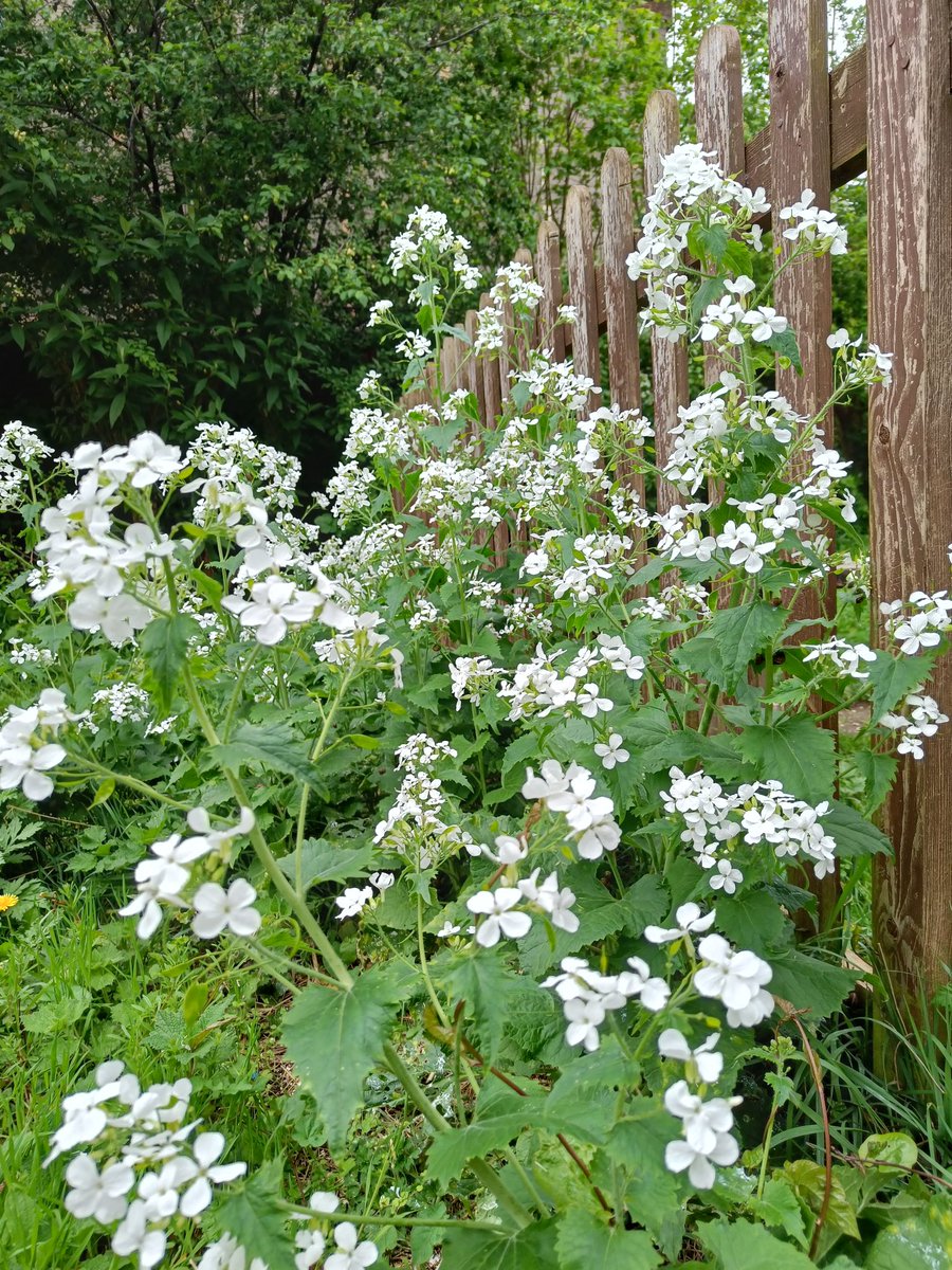 White flowers in the garden: Hawthorn, Cow parsley, Garlic mustard and Honesty