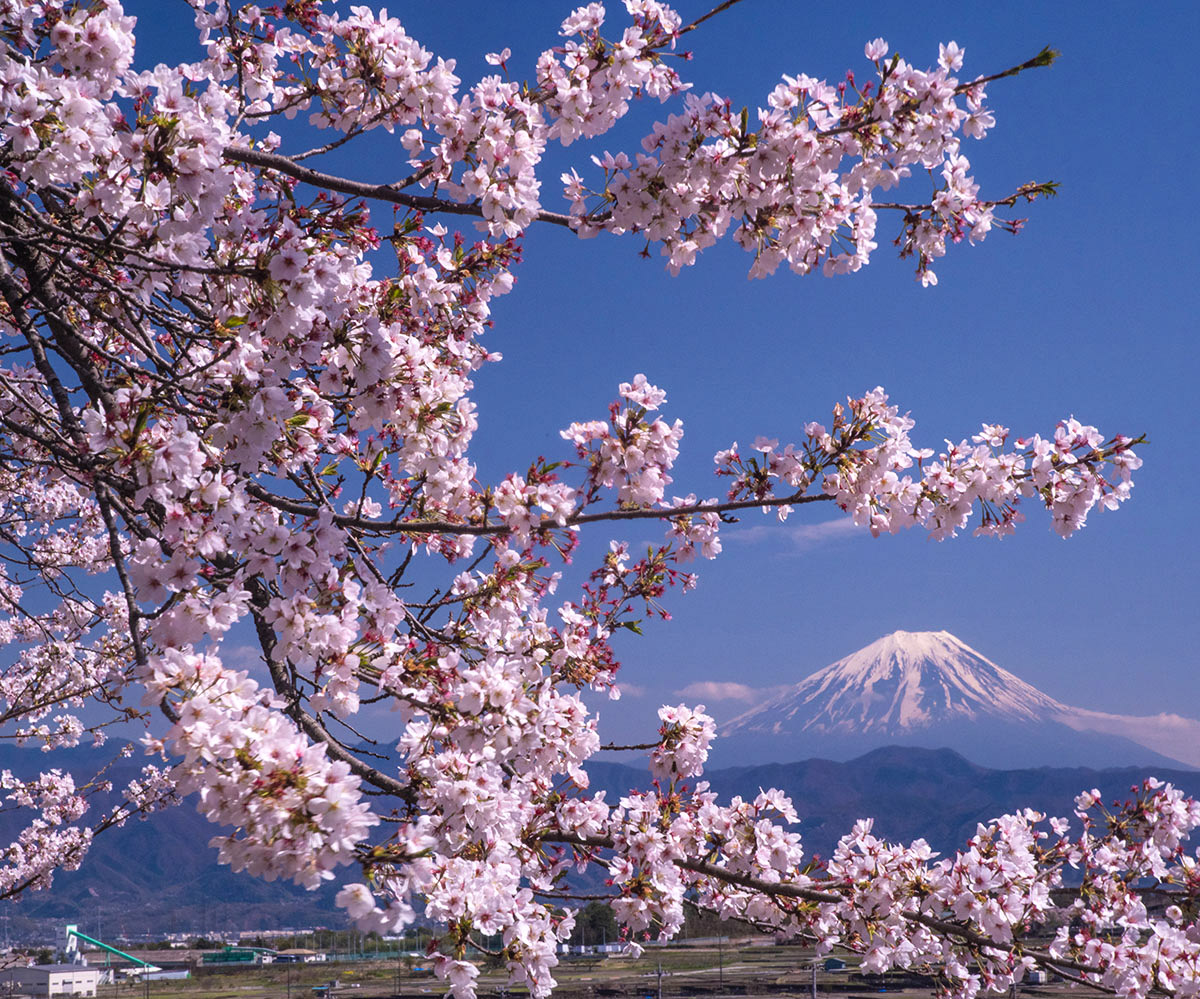 桜花爛漫 韮崎市で先日撮影 #富士山　#桜　#mtfuji