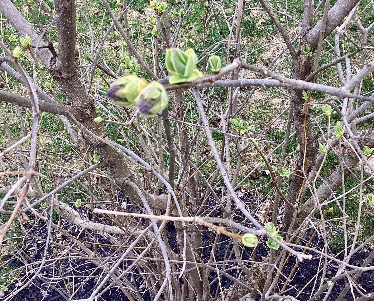 I know it’s #spring when our #lilac bush is in bud. #April #NorthGrenville 🇨🇦