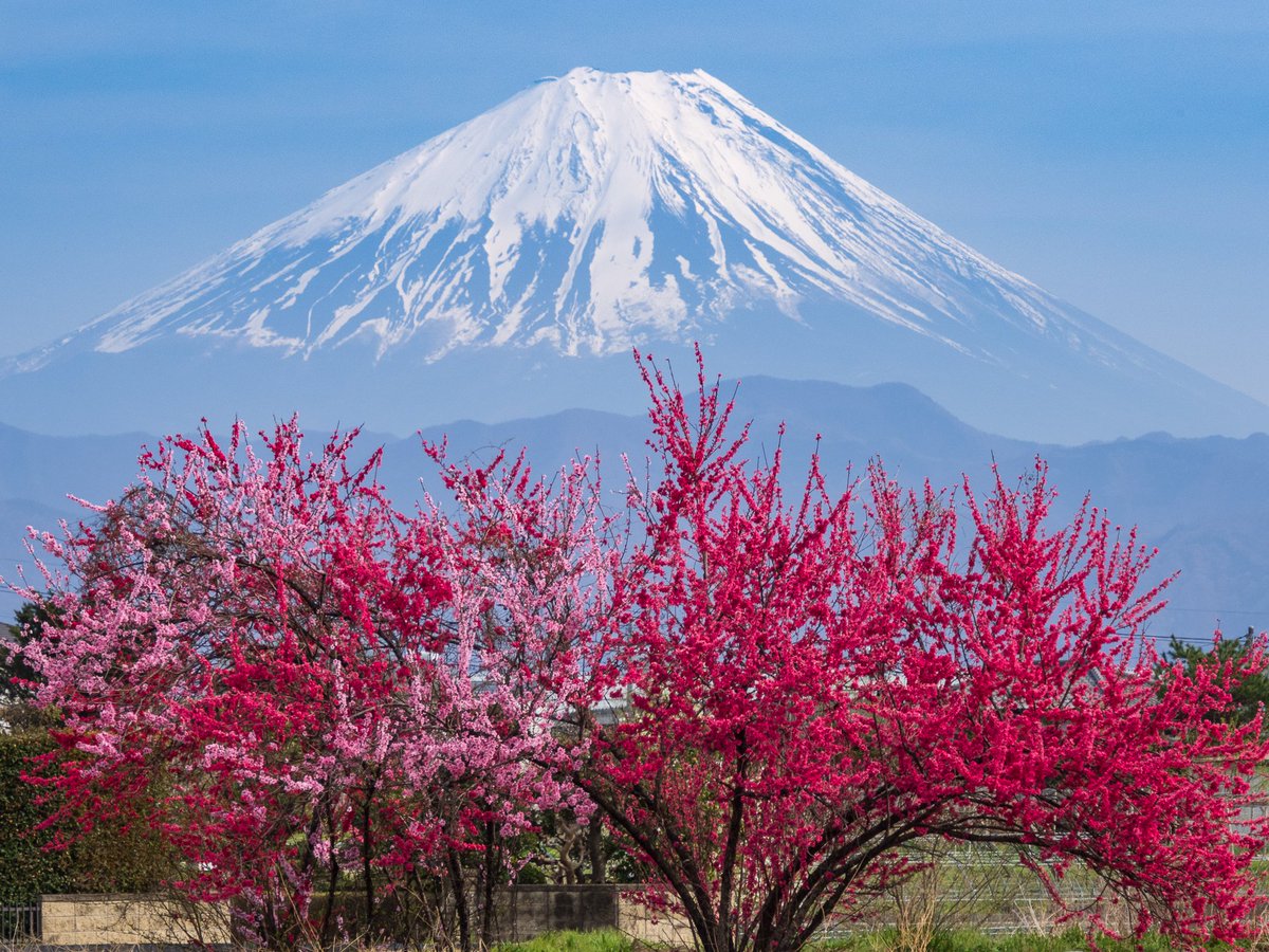 みっちゃんちの花桃🌸

韮崎市にて以前撮影

#富士山 #花桃 #桃源郷