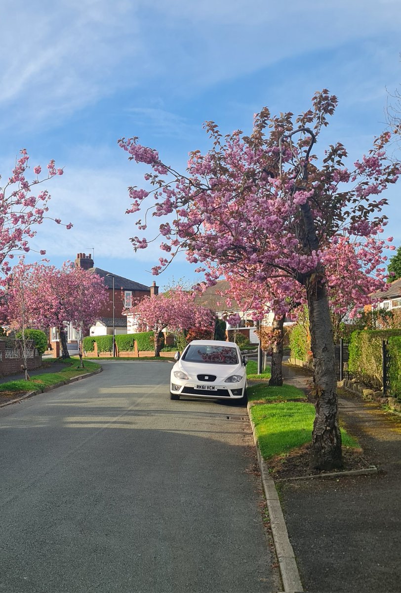 Had an excellent campaign session in my home polling station of Garden Suburbs with pink cherry blossoms, adding to the beauty of Suburbs. Its great to hear about the positive response on the doorsteps from local residents ! @ChauhanZahid @CllrFida @s1saj @oldhamlabour