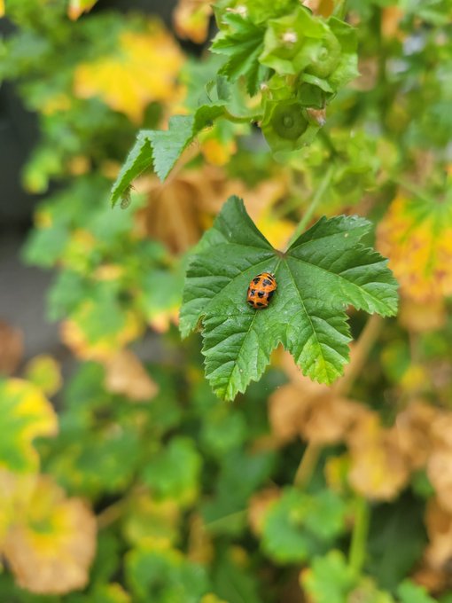 🐞 https://t.co/V10OXc9Ski