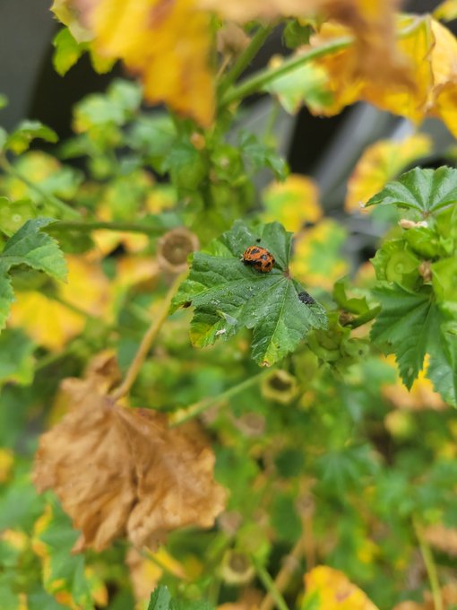 🐞 https://t.co/V10OXc9Ski