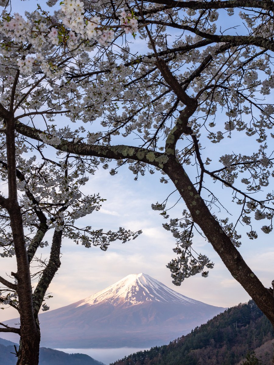 日の出直後の富士山と桜🌸

#OMSYSTEM