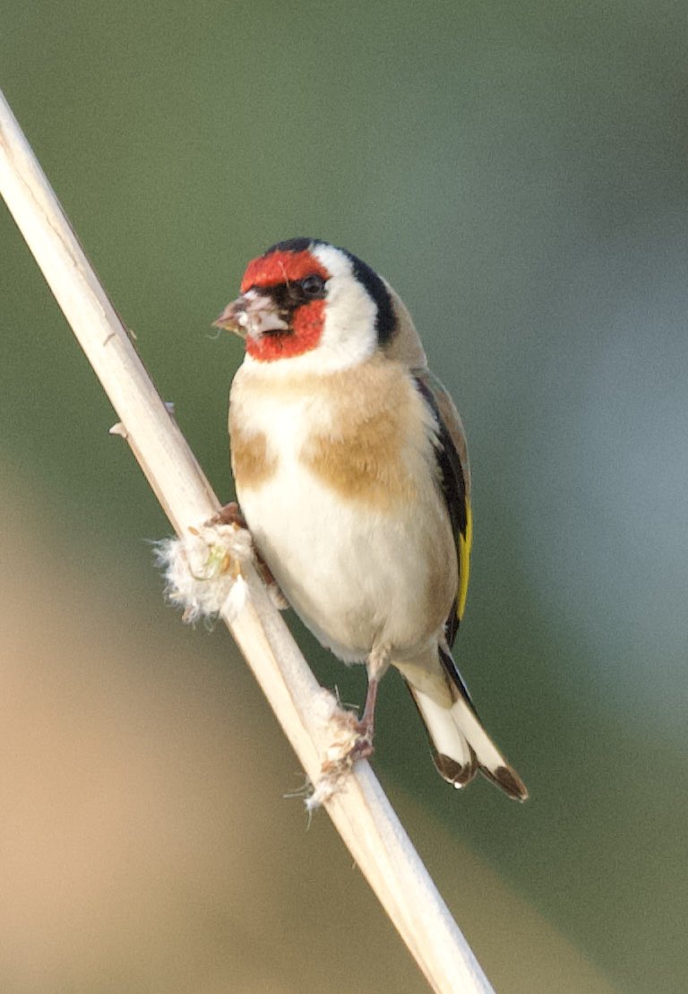 Goldfinch - Carduelis carduelis - Saka

#birdphotography #birdwatching #BirdsSeenIn2024 #nature撮影会 #naturelovers #NatureVideography #NaturePhotography #NatureBeauty #GardeningX #flowerphotography #wildlifephotography #nikonphotography #nikonz6ii #hangitür