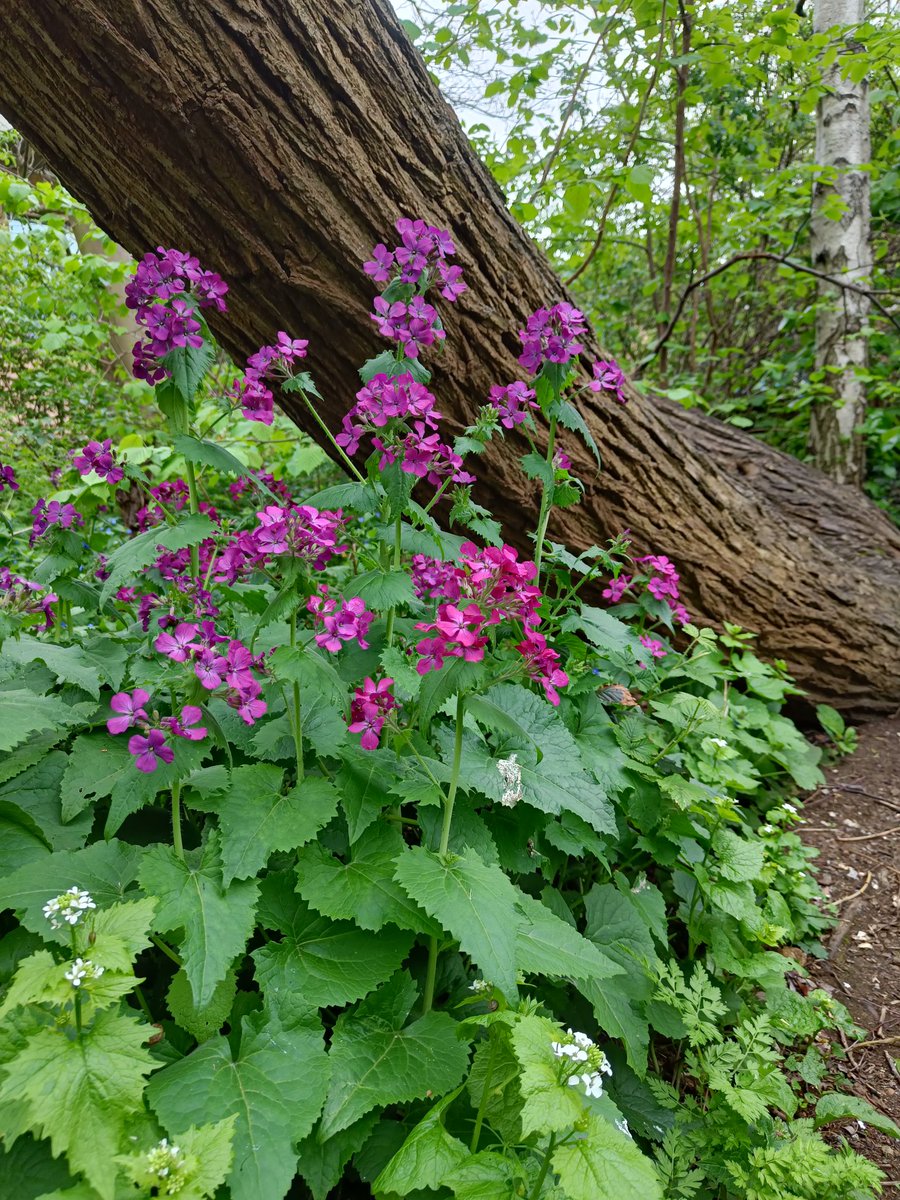 Benhill Road Nature Garden (@benhillroadgdn) on Twitter photo Blue, pink and purple in the garden: Bluebell, Veronica persica, Red Campion and Honesty #BritishWildflowers #LondonWildflowers <a href="/SLBotanicalInst/">SL.Botanic Institute</a> Blue, pink and purple in the garden: Bluebell, Veronica persica, Red Campion and Honesty #BritishWildflowers #LondonWildflowers <a href="/SLBotanicalInst/">SL.Botanic Institute</a>