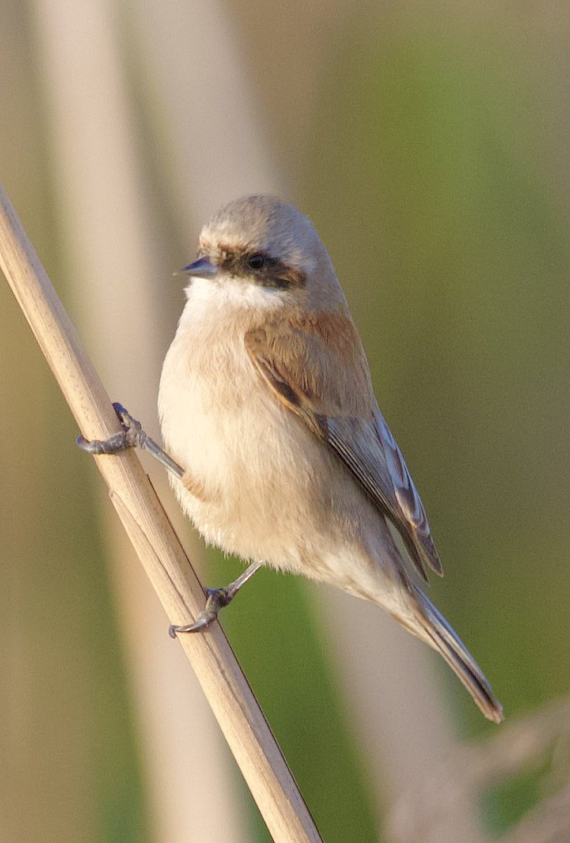 European penduline tit -Remiz pendulinus - Çulhakuşu #BirdsSeenIn2024 #birdphotography #birdwatching #BirdsOfX #NaturePhotography #NatureBeautiful #naturelovers #GardeningX #flowerphotography #wildlifephotography #nikonphotography #SigmaFP #NikonZ6ii #hangitür