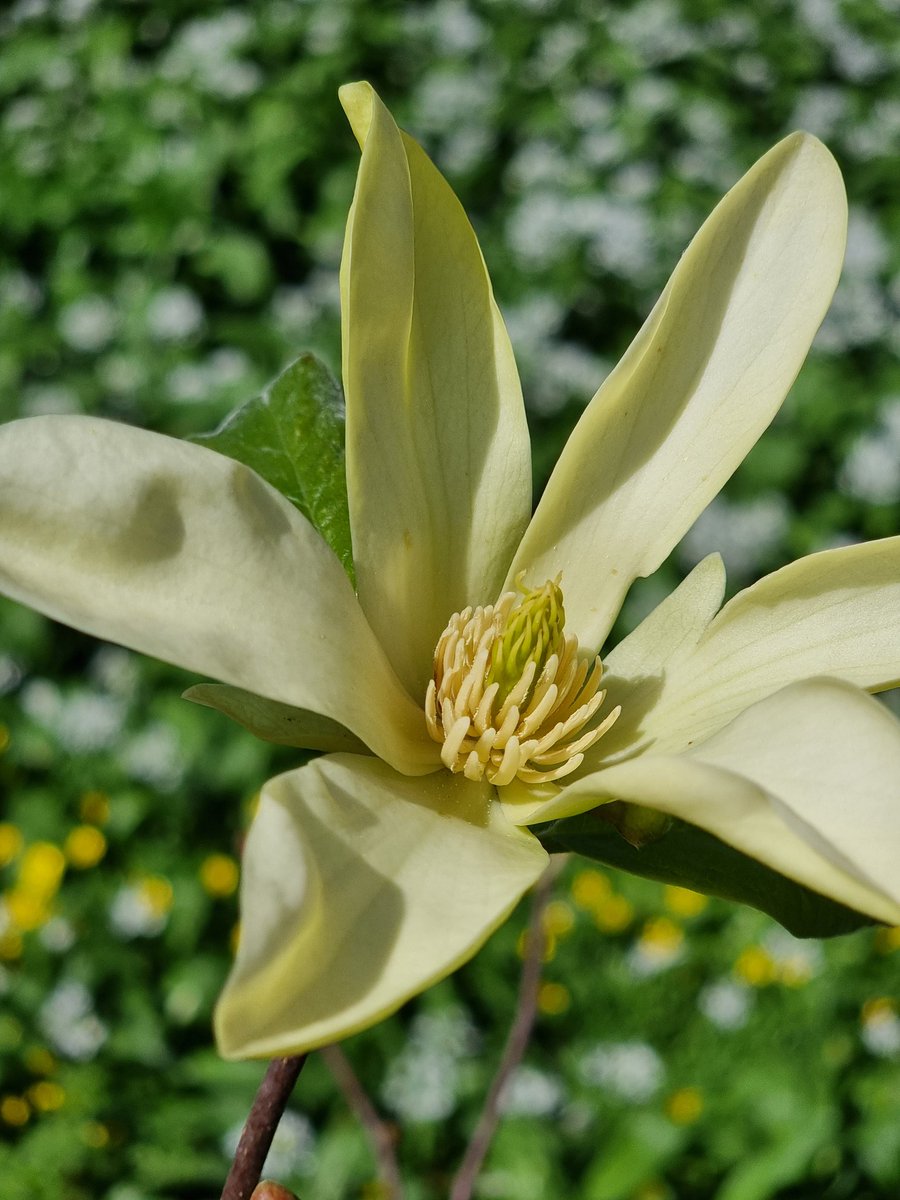 Magnolia acuminata 'Miss Honeybee' looking lovely in the sunshine today. #magnolia #flowers #yellow #Cornwall #RoselandParc