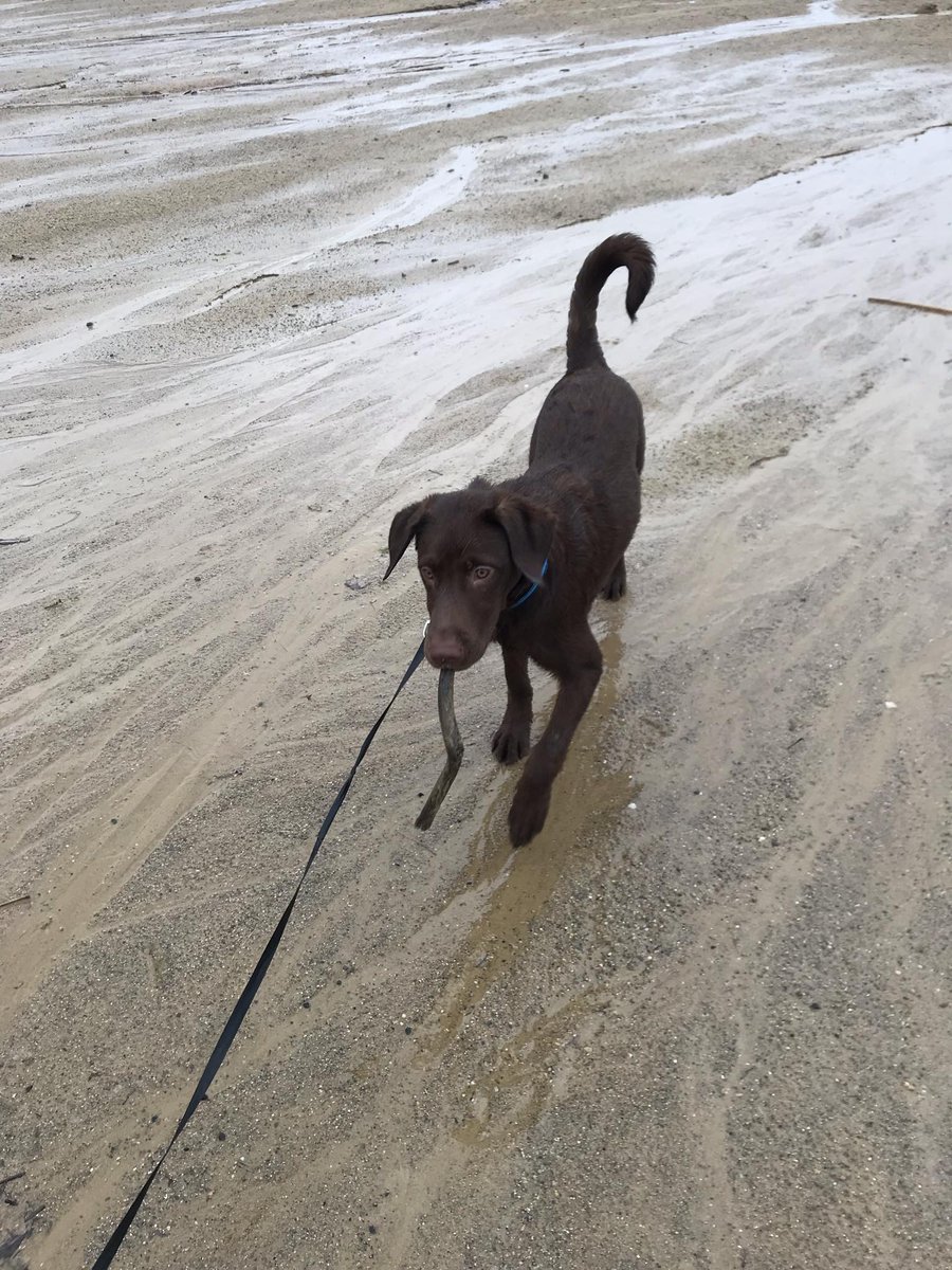 Toby's first beach experience. His first time walking on sand too. It's been chilly, rainy & windy for 3 days now so Toby has missed out on his walks so today Marie took him to the beach to relieve his pent up energy. He's still not a fan of the leash.
