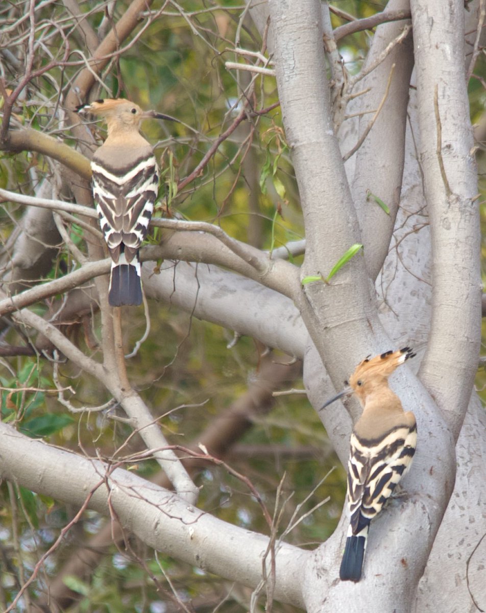 Eurasian hoopoe - Upupa epops - İbibik #BirdsSeenIn2024 #birdphotography #birdwatching #BirdsOfX #BIRDSTORY #NaturePhotography #naturelover #naturetherapy #GardenersWorld #GardeningX #wildlifephotography #nikonphotography #SigmaFP #NikonZ6ii #hangitür