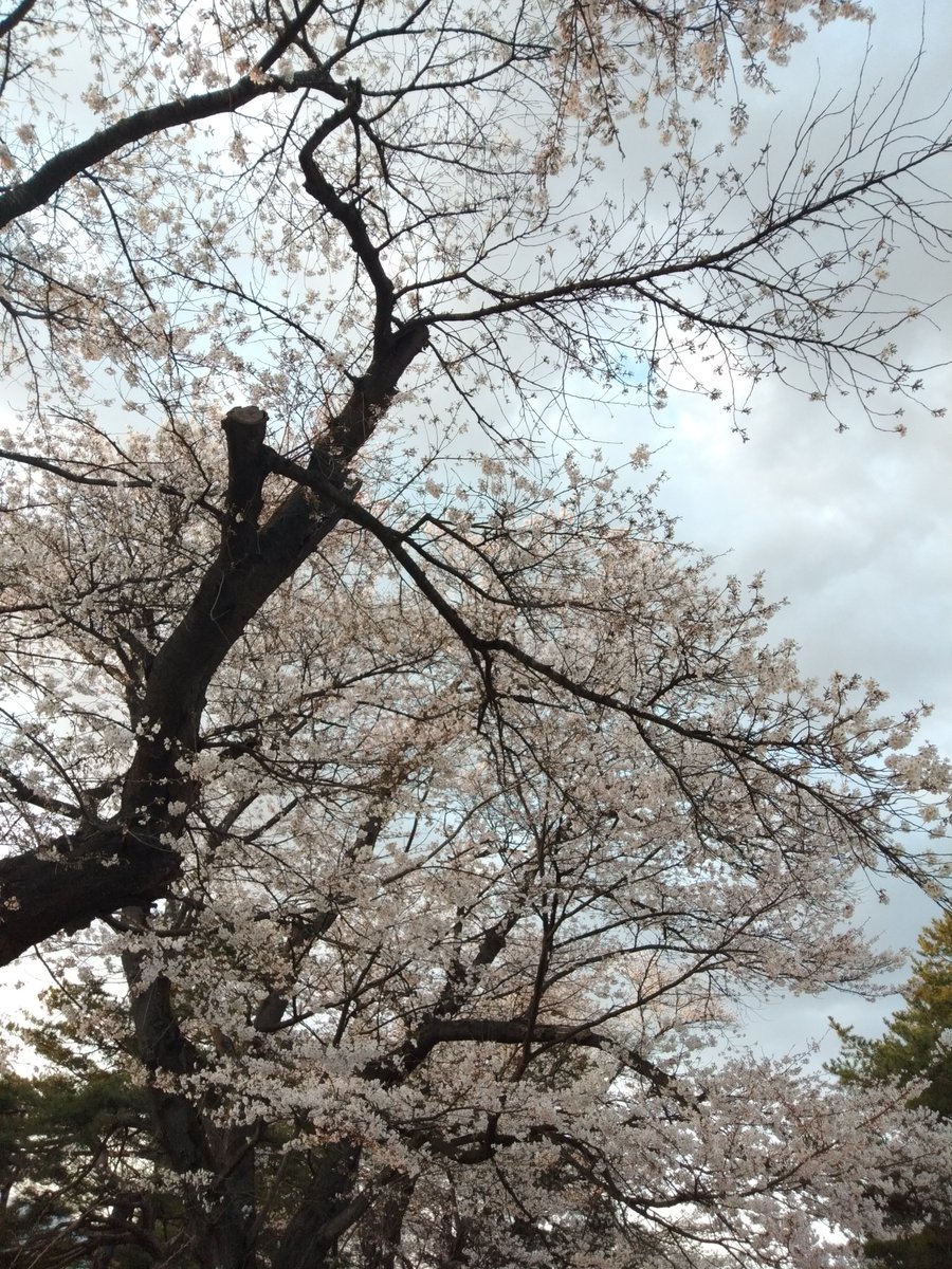 「おはようございます～昨日は夕方に桜を見てきました*✲゜**✲゜*土日は満開かな 」|モナ子のイラスト