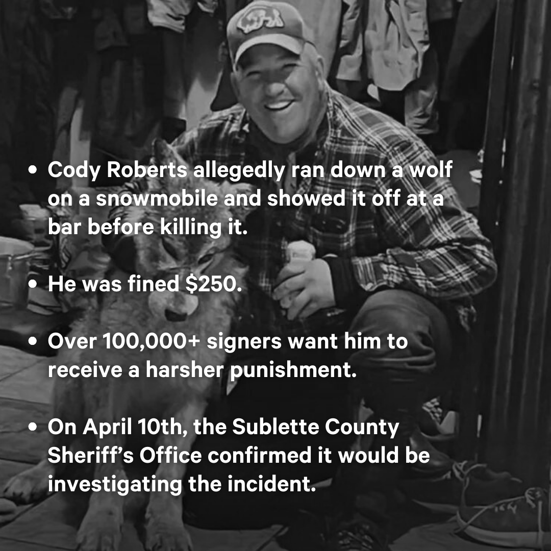 Over 100,000 people have signed a petition demanding that a Wyoming man face felony charges over his alleged abuse and killing of a wolf back in February. Following global outrage, the Sublette County Sheriff’s Office now says it has launched its own investigation into the abuse