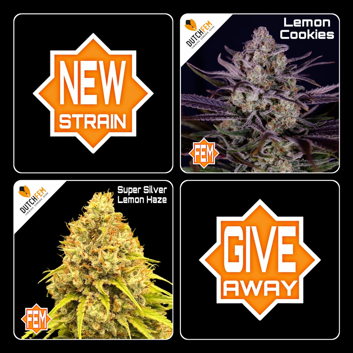 Here we go again! 🍋🍋🍋 follow, like,share and tag 3 (or more) and 🔜📦⏩️📬🎉🎁 win this giveaway! dutchfem.com #feminized #cannabis #seeds