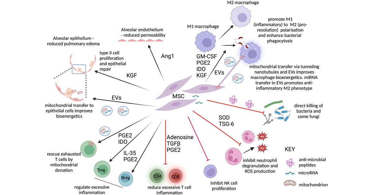 Cell-based Therapies for Acute Respiratory Distress Syndrome: Where Are We Now? The authors critically assess recent clinical studies, and propose a pathway to best assess the therapeutic promise of mesenchymal stromal cell–based therapies for ARDS 🔗 bit.ly/3TGAFvP