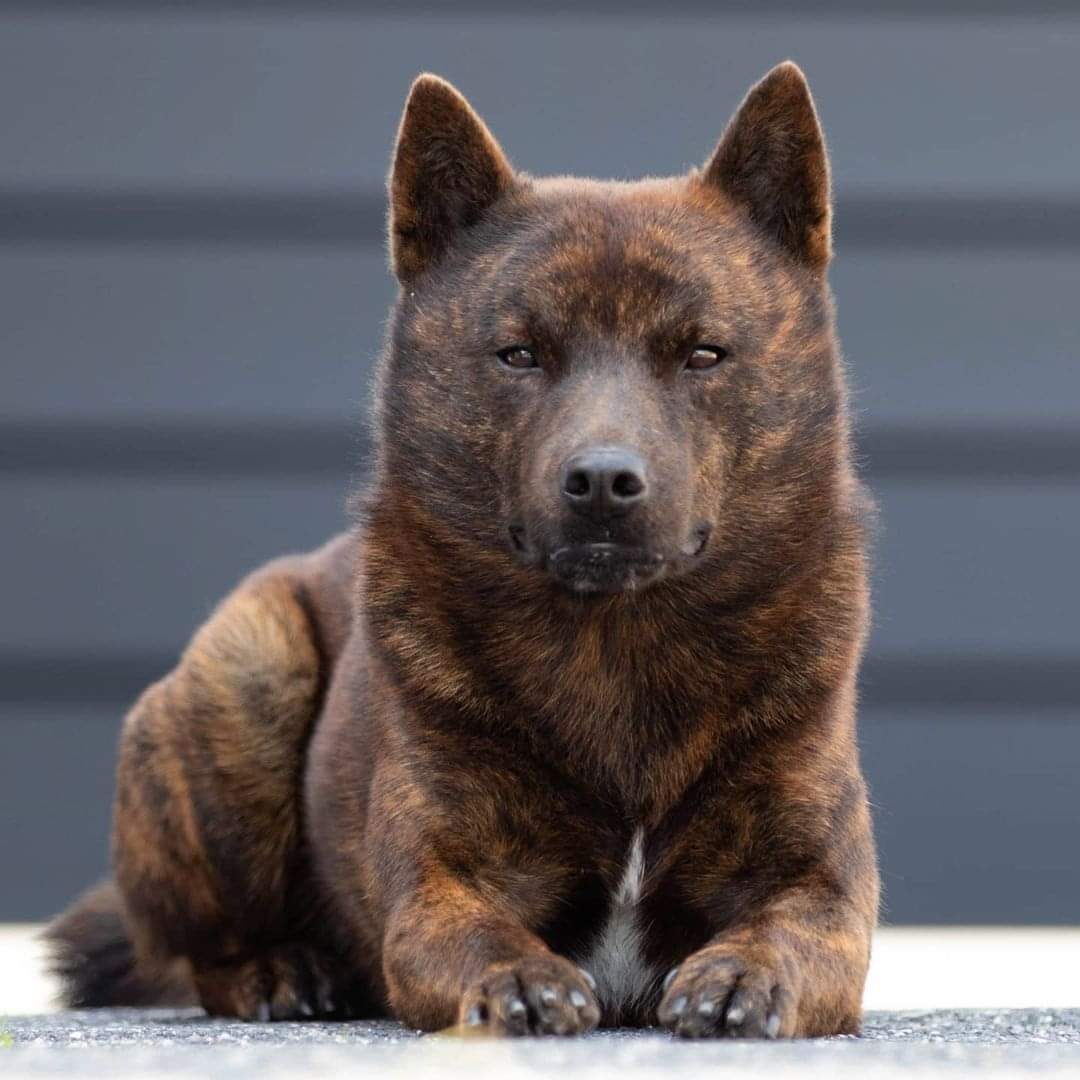 Aris Pedigree tweet media