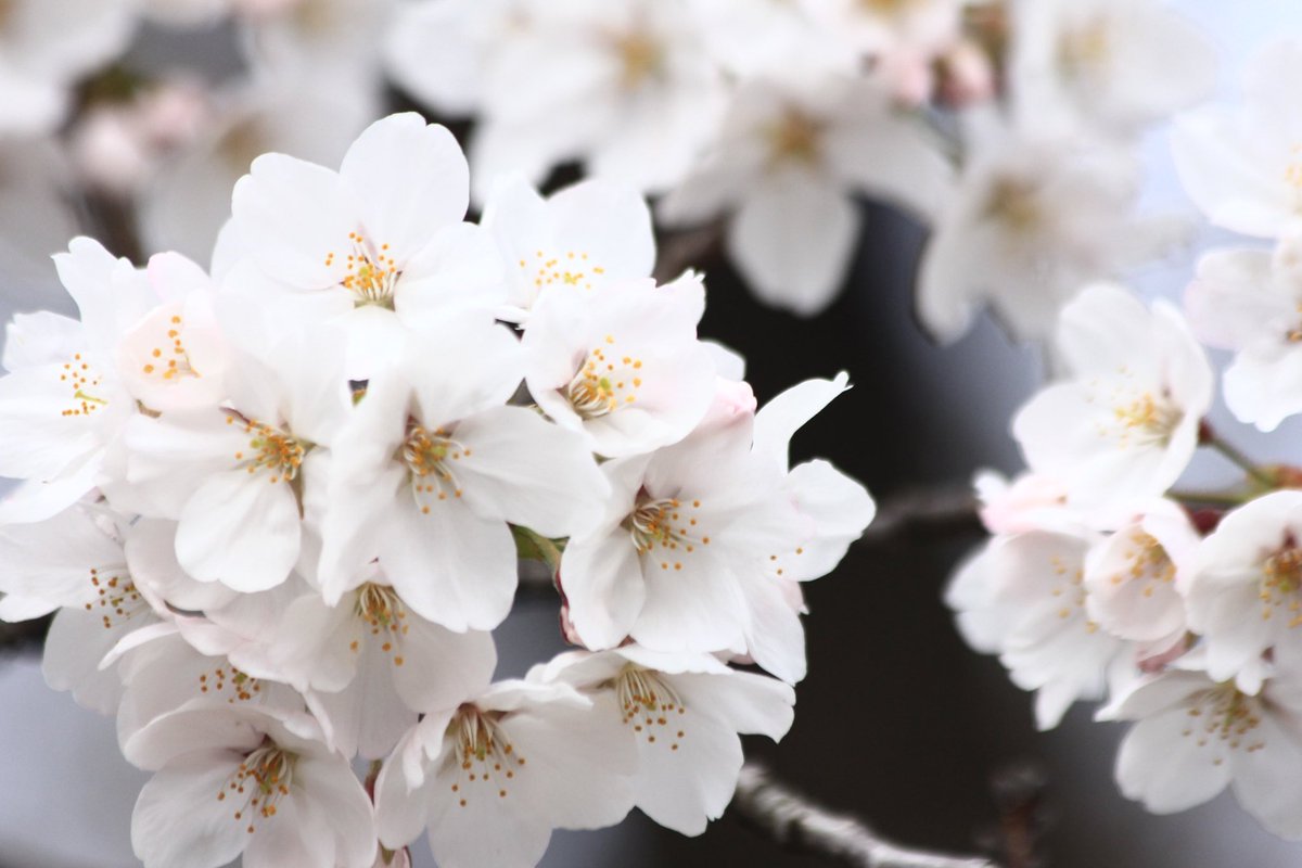 good morning sakura
#TLを花でいっぱいにしよう 
#photography
#canon